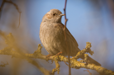 Vogel gespot in de heggen bij De Vilt in Oeffelt/Beugen.
Geen idee wat het is.