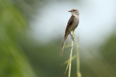 <i class='fa fa-user'></i> Martjan Lammertink |   Groefstaarttiran  <i class='fa fa-eye'> 132</i>   <i class='fa fa-comment-o'> 3</i>