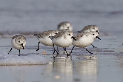 Ik kom ze veel tegen op het strand, deze koddige dribbelaars.
Als je rustig blijft liggen komen ze vaak vanzelf dichtbij.
