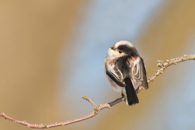 <i class='fa fa-user'></i> Ruud Scherpenisse |   Staartmees  <i class='fa fa-eye'> 141</i>  <i class='fa fa-thumbs-up'> 7</i>   <i class='fa fa-comment-o'> 22</i>