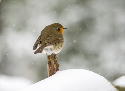 <i class='fa fa-user'></i> Bert Ooms |   Roodborst  <i class='fa fa-eye'> 114</i>  <i class='fa fa-thumbs-up'> 7</i>   <i class='fa fa-comment-o'> 20</i>