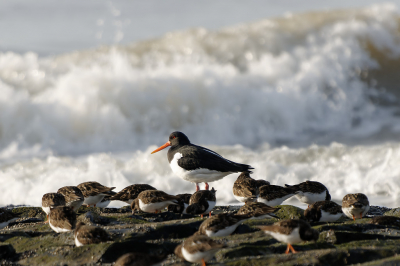 Scholekster op tussen krioelende steenlopers op een strekdam langs het strand op een lentedag in februari bij de Donkere Duinen, Den Helder.