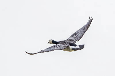 <i class='fa fa-user'></i> Erna Koelman |   Brandgans  <i class='fa fa-eye'> 101</i>   <i class='fa fa-comment-o'> 18</i>