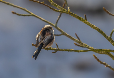 <i class='fa fa-user'></i> PeterBoers |   Staartmees  <i class='fa fa-eye'> 108</i>  <i class='fa fa-thumbs-up'> 2</i>   <i class='fa fa-comment-o'> 20</i>