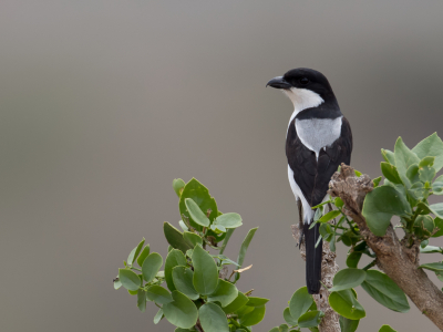 <i class='fa fa-user'></i> Paul van Giersbergen |   Taitaklauwier  <i class='fa fa-eye'> 165</i>  <i class='fa fa-thumbs-up'> 9</i>   <i class='fa fa-comment-o'> 6</i>