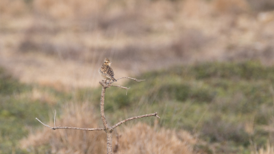 <i class='fa fa-user'></i> Gert-Jan Cromwijk |   Boomleeuwerik  <i class='fa fa-eye'> 129</i>   <i class='fa fa-comment-o'> 18</i>