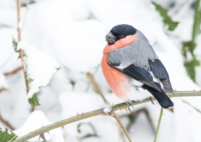 <i class='fa fa-user'></i> Carlo |   Goudvink  <i class='fa fa-eye'> 129</i>  <i class='fa fa-thumbs-up'> 2</i>   <i class='fa fa-comment-o'> 23</i>