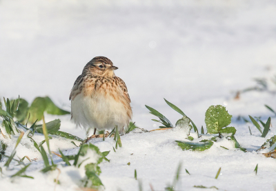 <i class='fa fa-user'></i> loek van de Leur |   Veldleeuwerik  <i class='fa fa-eye'> 206</i>  <i class='fa fa-thumbs-up'> 5</i>   <i class='fa fa-comment-o'> 4</i>