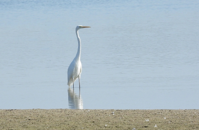 Vanaf de dam tussen de nevengeulen genomen, stond als enige vogel in deze plas en was van dichtbij te benaderen.