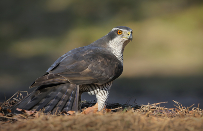 <i class='fa fa-user'></i> thijsglastra |   Havik  <i class='fa fa-eye'> 167</i>  <i class='fa fa-thumbs-up'> 5</i>   <i class='fa fa-comment-o'> 20</i>