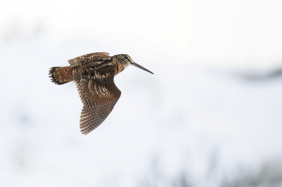 <i class='fa fa-user'></i> thijsglastra |   Houtsnip  <i class='fa fa-eye'> 404</i>  <i class='fa fa-thumbs-up'> 12</i>   <i class='fa fa-comment-o'> 17</i>