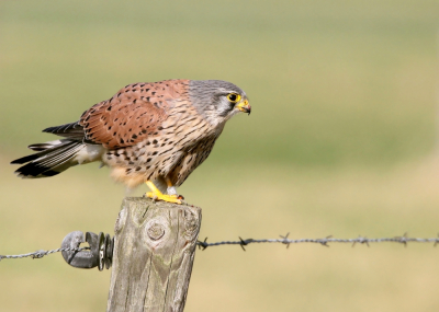 Hoewel hard zonlicht zijn nadelen kan hebben hou ik er over het algemeen wel van; de kleuren van de meeste vogels komen vaak heel mooi en contrastrijk over. Maar bij deze Torenvalkman bleef ik me verbazen over hoe prachtig en doortekend zijn verenpak was. Zie ook eens die donkergrijs-blauwe kop. Weet iemand of je van zo'n mannetje een beetje de leeftijd kunt aflezen aan hoe licht- of donkergrijs zijn kop is? Ik heb bij het nabewerken absoluut de verzadiging niet verhoogd (serieus, padvinders-erewoord!): dit is hoe de foto uit de camera kwam (ik heb meerdere foto's van deze vogel) en hoe ik de valk op dat moment ook ervaren heb.