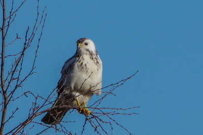 Afgelopen weekend even gekeken of  in het natuurgebied in de buurt het ijs al weg was en of er al weer vogels waren. Helaas op deze buizerd na, zat er nog niets.