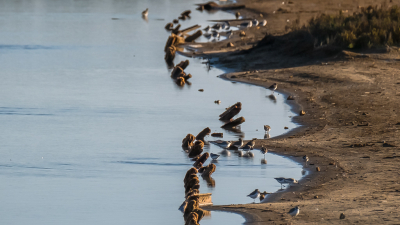 Ik maakte al vaker foto's van die stobben, altijd omringt door vogelleven.
Nog in gebruik zijnde zoutpannen zijn rondom bekleed met houten planken.
Als ze worden verlaten gaan die planken mee en de palen vergaan ras in het zoute milieu.