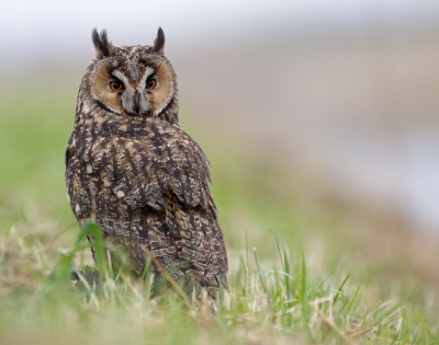 <i class='fa fa-user'></i> Richard Ubels |   Ransuil  <i class='fa fa-eye'> 417</i>  <i class='fa fa-thumbs-up'> 38</i>   <i class='fa fa-comment-o'> 17</i>