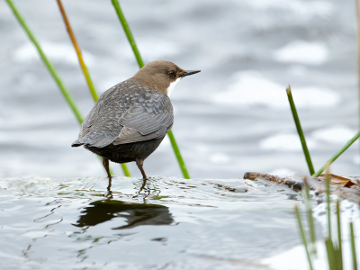 <i class='fa fa-user'></i> anevanrees |   Waterspreeuw  <i class='fa fa-eye'> 124</i>  <i class='fa fa-thumbs-up'> 3</i>   <i class='fa fa-comment-o'> 20</i>