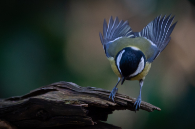 <i class='fa fa-user'></i> GeertN |   Koolmees  <i class='fa fa-eye'> 113</i>   <i class='fa fa-comment-o'> 18</i>