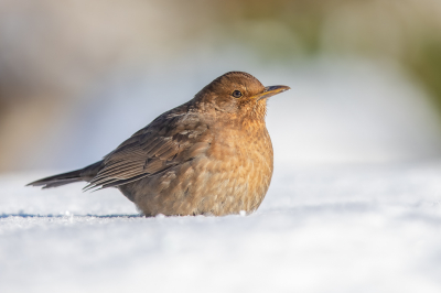 Ik telde af en toe wel tien merels in de tuin, maar een beetje knap op de foto krijgen viel nog niet mee. Als ik er was, waren zijn weg, was ik weer lekker binnen bij de houtkachel kon ik ze weer bewonderen vanachter het raam. Maar de aanhouder wint en deze dame wilde wel even poseren op de sneeuwbulten in de tuin. Ze lijkt wel van het zonnetje te genieten.