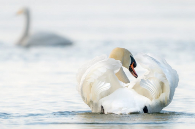 <i class='fa fa-user'></i> GerardvanDam |   Knobbelzwaan  <i class='fa fa-eye'> 121</i>  <i class='fa fa-thumbs-up'> 1</i>   <i class='fa fa-comment-o'> 19</i>