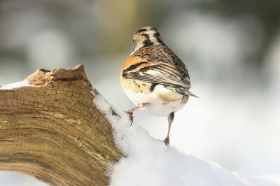 <i class='fa fa-user'></i> hjstukker |   Keep  <i class='fa fa-eye'> 113</i>   <i class='fa fa-comment-o'> 19</i>