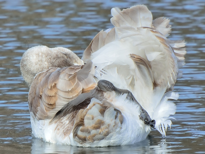 <i class='fa fa-user'></i> josephine |   Knobbelzwaan  <i class='fa fa-eye'> 126</i>   <i class='fa fa-comment-o'> 18</i>