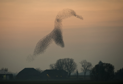 <i class='fa fa-user'></i> LeerdammerKees |   Spreeuw  <i class='fa fa-eye'> 415</i>  <i class='fa fa-thumbs-up'> 28</i>   <i class='fa fa-comment-o'> 16</i>