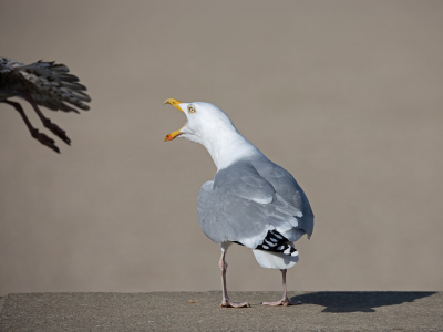 <i class='fa fa-user'></i> Erik van Ark |   Zilvermeeuw  <i class='fa fa-eye'> 264</i>  <i class='fa fa-thumbs-up'> 6</i>   <i class='fa fa-comment-o'> 7</i>