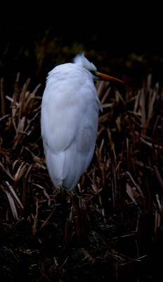 <i class='fa fa-user'></i> RTL |   Grote Zilverreiger  <i class='fa fa-eye'> 123</i>   <i class='fa fa-comment-o'> 19</i>