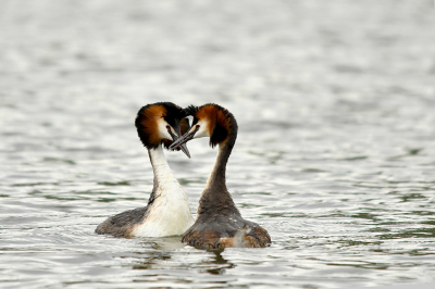 Op naar de lente, een futenpaartje was druk bezig met het baltsritueel.
Mooi om deze gekleurde watervogels zo bezig te zien. Ik zat lekker in het gras dit baltsen te volgen.