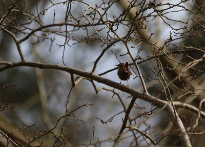 <i class='fa fa-user'></i> Ruben de Bruijn |   Winterkoning  <i class='fa fa-eye'> 118</i>   <i class='fa fa-comment-o'> 22</i>