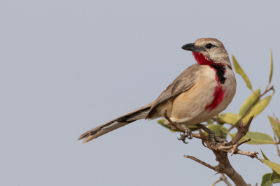 <i class='fa fa-user'></i> Paul van Giersbergen |   Roodbuikklauwier  <i class='fa fa-eye'> 188</i>  <i class='fa fa-thumbs-up'> 6</i>   <i class='fa fa-comment-o'> 2</i>