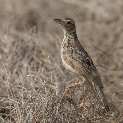 <i class='fa fa-user'></i> Paul van Giersbergen |   Grote Struikleeuwerik  <i class='fa fa-eye'> 145</i>  <i class='fa fa-thumbs-up'> 1</i>   <i class='fa fa-comment-o'> 1</i>