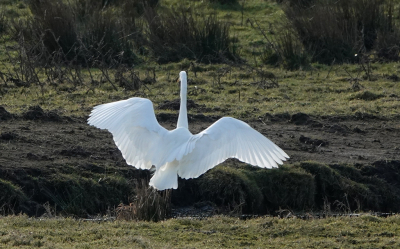 <i class='fa fa-user'></i> nelappelmelk |   Grote Zilverreiger  <i class='fa fa-eye'> 120</i>   <i class='fa fa-comment-o'> 20</i>
