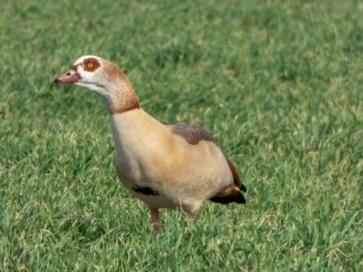 Nijlgans was vrij waakzaam. Ging meteen in de alert mode toen ik de auto stopte. Ze waren met zijn tween. Andere gans dook diep het gras in.