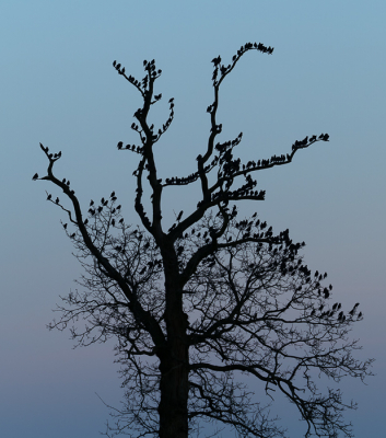 Spreeuwen vlak na zonsondergang. Gemaakt in de Onlanden.