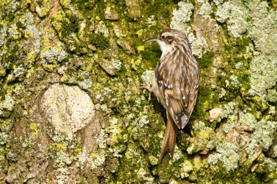 <i class='fa fa-user'></i> Wil Doorn-Meijne |   Boomkruiper  <i class='fa fa-eye'> 113</i>   <i class='fa fa-comment-o'> 17</i>