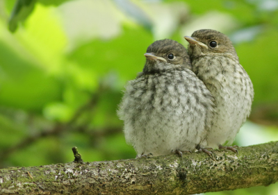 <i class='fa fa-user'></i> Richard Ubels |   Bonte Vliegenvanger  <i class='fa fa-eye'> 220</i>  <i class='fa fa-thumbs-up'> 1</i>   <i class='fa fa-comment-o'> 5</i>