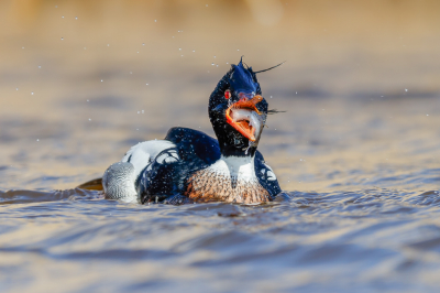 Tijdens ons rondje Den Oever zag ik in een flits deze Middelste Zaagbek. Hij zwom in een redelijk klein watertje en was zo druk met vissen dat hij ons niet eens opmerkte. Het was een kwestie van wachten tot hij beet had, en dat lukte. Het visje had geen schijn van kans in zijn bek met zaagtandjes. Een geweldig moment om te zien en dan hopen dat er een goede foto tussen zit...
De foto is van vorig jaar, ik had gehoopt hem dit jaar weer te zien maar helaas, niet gelukt.