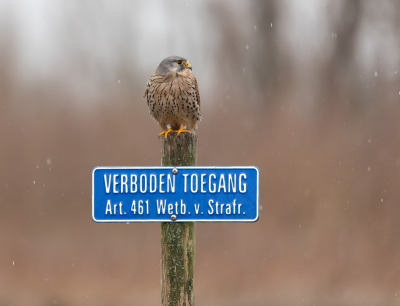 Torenvalkje in de regen. Noordwaard, Brabantse Biesbosch.