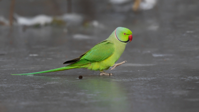 <i class='fa fa-user'></i> Peter Soer |   Halsbandparkiet  <i class='fa fa-eye'> 311</i>  <i class='fa fa-thumbs-up'> 6</i>   <i class='fa fa-comment-o'> 9</i>