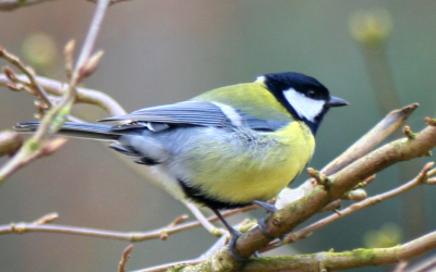 Deze koolmees poseerde vanochtend voor me in eigen tuin. Hoewel veel voorkomend, blijft het een prachtig vogeltje!