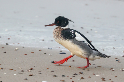 <i class='fa fa-user'></i> loek van de Leur |   Middelste Zaagbek  <i class='fa fa-eye'> 276</i>   <i class='fa fa-comment-o'> 5</i>