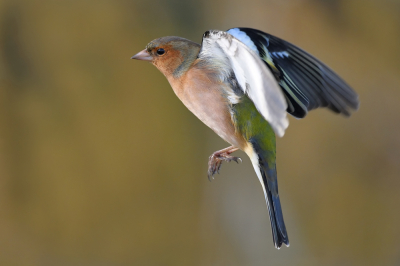 <i class='fa fa-user'></i> Johan G |   Vink  <i class='fa fa-eye'> 219</i>  <i class='fa fa-thumbs-up'> 2</i>   <i class='fa fa-comment-o'> 6</i>