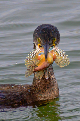 <i class='fa fa-user'></i> PieterG |   Kuifaalscholver  <i class='fa fa-eye'> 619</i>  <i class='fa fa-thumbs-up'> 23</i>   <i class='fa fa-comment-o'> 15</i>