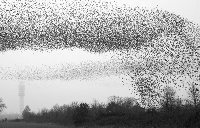 <i class='fa fa-user'></i> LeerdammerKees |   Spreeuw  <i class='fa fa-eye'> 288</i>  <i class='fa fa-thumbs-up'> 10</i>   <i class='fa fa-comment-o'> 9</i>