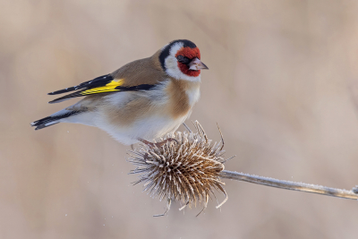 <i class='fa fa-user'></i> vogeljan |   Putter  <i class='fa fa-eye'> 381</i>  <i class='fa fa-thumbs-up'> 27</i>   <i class='fa fa-comment-o'> 12</i>