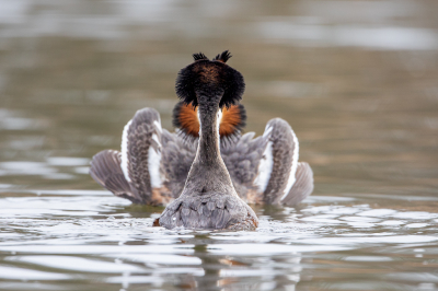 <i class='fa fa-user'></i> Peter Boltjes |   Fuut  <i class='fa fa-eye'> 370</i>  <i class='fa fa-thumbs-up'> 15</i>   <i class='fa fa-comment-o'> 13</i>