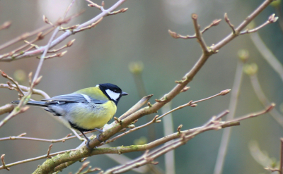 Deze foto plaats ik opnieuw na ontvangen feedback. Koolmees in eigen tuin, hoewel veel voorkomend blijft het een prachtig beestje.