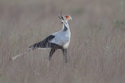 <i class='fa fa-user'></i> Paul van Giersbergen |   Secretarisvogel  <i class='fa fa-eye'> 280</i>  <i class='fa fa-thumbs-up'> 19</i>   <i class='fa fa-comment-o'> 11</i>