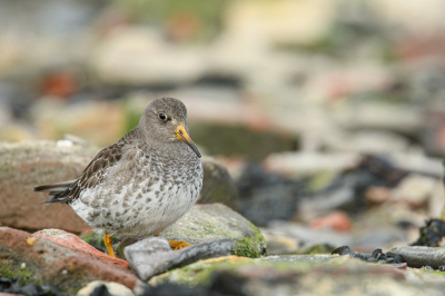 <i class='fa fa-user'></i> Wil Doorn-Meijne |   Paarse Strandloper  <i class='fa fa-eye'> 228</i>  <i class='fa fa-thumbs-up'> 8</i>   <i class='fa fa-comment-o'> 9</i>